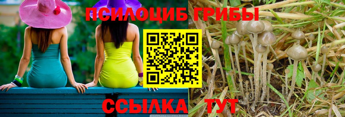 Псилоцибиновые грибы Psilocybe Шарыпово