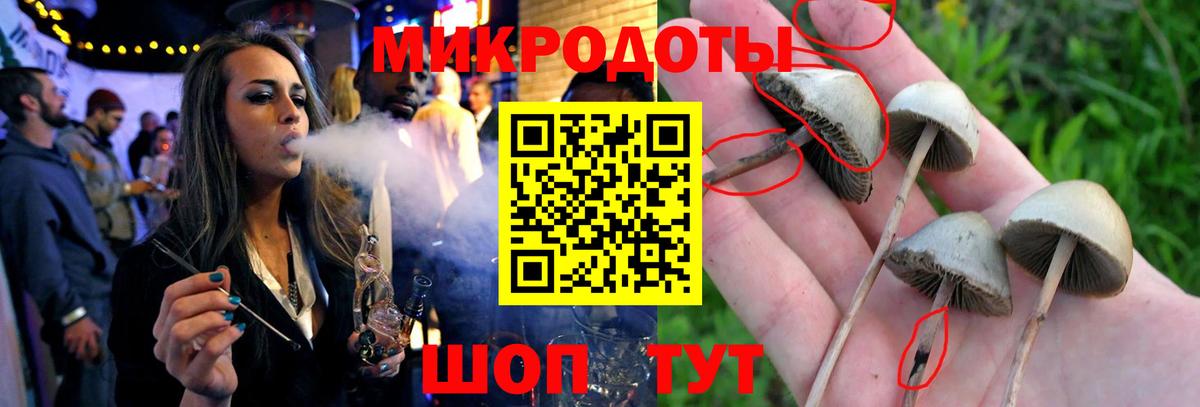 Псилоцибиновые грибы Psilocybe Шарыпово